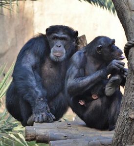 Schimpansen erkennen sich am Geruch (Foto: zoo-leipzig.de , Stefanie Henkel)