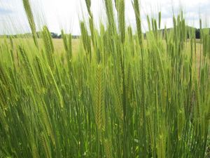 Einkorn: für Menschen mit Weizenunverträglichkeit besser (Foto: leibniz-lsb.de)