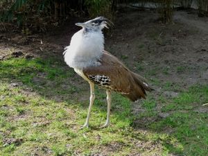 Großer Trappenvogel: Balzplätze besonders wichtig (Foto: D. Schütz, pixelio.de)