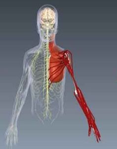 Arm-Simulation: Das lässt die Bewegungen erahnen (Foto: utwente.nl)