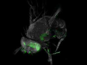 Ultramikroskop-Bild: Gehirn und optisches System der Drosophila (Foto: TU Wien)