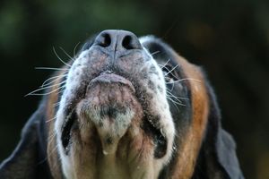 Hund: Spürhunde könnten ersetzt werden (Foto: pixabay.com, mxart)