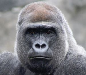 Vom Aussterben bedrohter Gorilla: Handy-Recycling lohnt (Foto: unisa.edu.au)