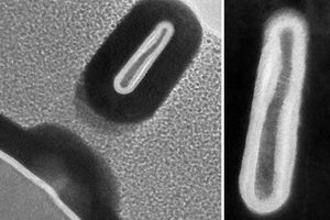 So sieht der kleinste Transistor der Welt aus (Foto: mit.edu)