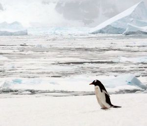 Antarktis: Lebensraum für Adeliepinguine (Foto: Catie Foley, lynchlab.com)