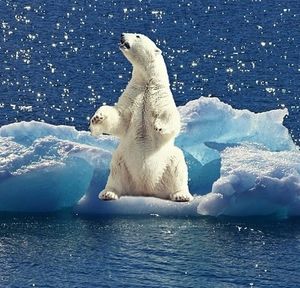Eisbär ohne Eis: Klimawandel schreitet voran (Foto: pixabay.com, cocoparisienne)