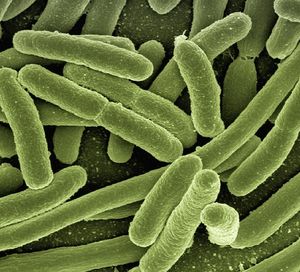 Bakterien: Nano-Antibiotika sind hocheffektiv (Foto: pixabay.com, geralt)
