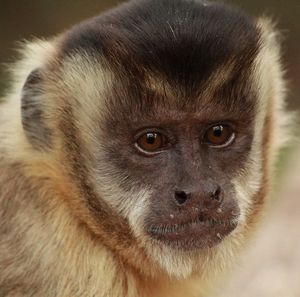 Kapuzineraffe kann intelligente Tauschaktionen (Foto: pixabay.com, NelsonBrazys) Kapuzineraffe kann intelligente Tauschaktionen (Foto: pixabay.com, NelsonBrazys)