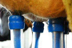 Melkroboter: Projekt gegen zu viel Antibiotika (Foto: Kristin Goebel/piclease) Melkroboter: Projekt gegen zu viel Antibiotika (Foto: Kristin Goebel/piclease)