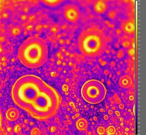 Wasser kondensiert auf einem dünnen PSL-Film (Foto: Rukmava Chatterjee)