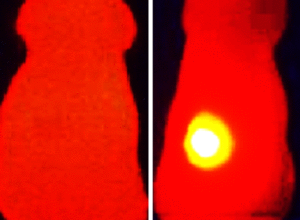 Mäuse: links wurde mit OMVs ohne Melanin behandelt (Foto: V. Gujrati, tum.de)