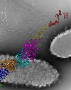 Modell eines Nanodrahts zweier Bakterien (Bild: Edward H. Egelman/virginia.edu)