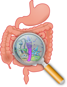 Darmflora beeinflusst Kolonkrebs (Grafik: pixabay.com, OpenClipart-Vectors)