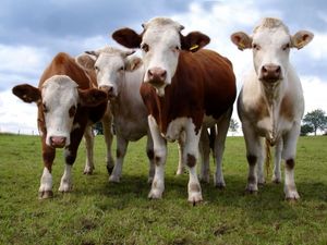 Kühe: Bauern werden im Social Web zur Zielscheibe (pixelio.de, Margot Kessler)