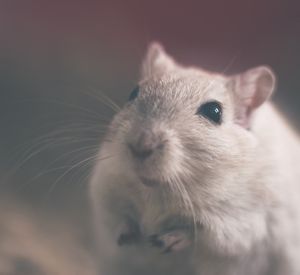 Maus: Hungerhormon schadet der Fruchtbarkeit (Foto: pixabay.com, Free-Photos)