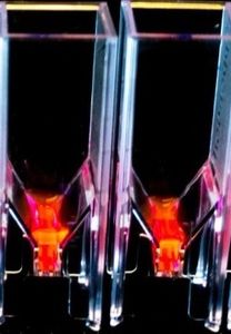 Fluoreszierende Mikroalgen werden im Labor untersucht (Foto: birmingham.ac.uk)
