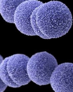 Gefährliche Streptokokken sehen aus wie harmlose Kügelchen (Foto: CDC/PHIL) Gefährliche Streptokokken sehen aus wie harmlose Kügelchen (Foto: CDC/PHIL)