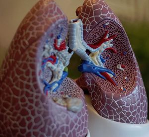 Lunge: Immunabwehr gegen Bakterien (Foto: unsplash, Robina Weermeijer)