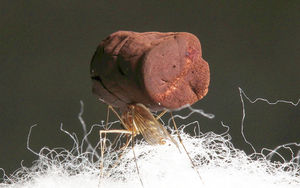 Mosquito balanciert einen Klumpen aus Goldschaum (Foto: Joshua DeOtte)