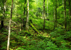 Dickicht des Waldes enthält Ressourcen für Biosprit (Foto: Bo & Lill/pixelio.de)