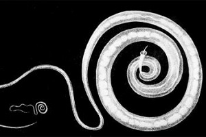 Fadenwurm: Hoffnung auf neue Medikamente (Foto: WikiMedia Commons)
