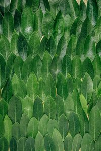Kratom: Blätter machen selbst Probleme (Foto: Erol Ahmed, unsplash.com)