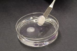 Knochenzucht: Im Hydrogel wachsen Implantate (Foto: Edwin Aguirre)