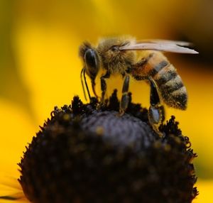 Biene: Wichtige Bestäuber vom Aussterben bedroht (Foto: pixabay.com, maohlin)