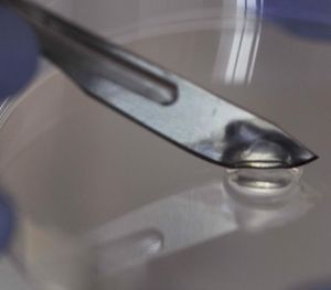 Gel: Viren zerstören Bakterien hochwirksam (Foto: JD Howell, mcmaster.ca)