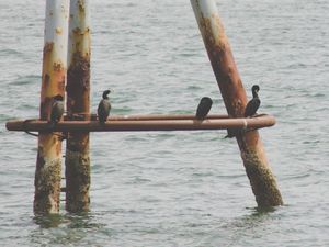 Rost im Meer: Er könnte bald Strom liefern (Foto: Kelly Sikkema, unsplash.com)