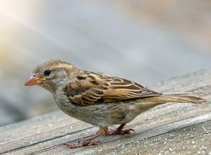 Spatz: Nicht mehr erste Assoziation mit 