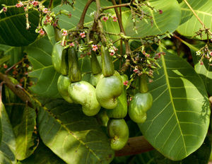 Cashew: Früchte und -Blüten (Foto: Herbert Walter Krick, pixelio.de) Cashew: Früchte und -Blüten (Foto: Herbert Walter Krick, pixelio.de)