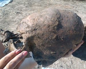 Fundstück: Langgezogener Schädel bei der Ausgrabung (Foto: D. Los/Kaducej Ltd)