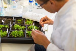 Forscher bei der Arbeit mit Pflanzen im Max-Planck-Labor (Foto: fml.mpg.de)