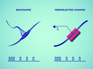 Natürliche und ferroelektrische Synapse (Grafik: Elena Khavina, mipt.ru/english) Natürliche und ferroelektrische Synapse (Grafik: Elena Khavina, mipt.ru/english)