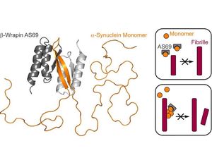 Aggregationshemmer Beta-Wrapin AS69 (grau) im Einsatz (Foto: hhu.de, W. Hoyer)