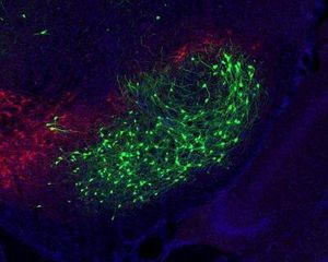 Neuronen (grün) befördern Informationen durchs Gehirn (Foto: salk.edu)