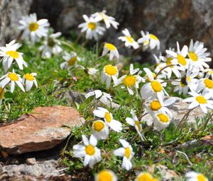 Alpenmargerite am Berg Similaun in Italien (Foto: univie.ac.at/Stefan Dullinger)