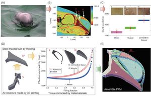 Schweinswal und Design des künstlichen Biosonars (Bild: Science China Press)