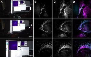 Aufnahmen des neuen Mikroskops (Foto: uni-bielefeld.de, W. Hübner) Aufnahmen des neuen Mikroskops (Foto: uni-bielefeld.de, W. Hübner)