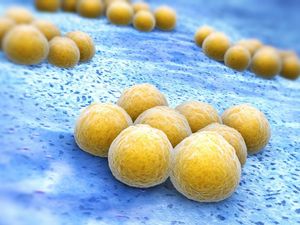 Krankheitserregende Bakterien werden mit neuem Enzym bekämpft (Foto: rpi.edu)