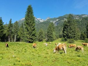 Glückliche Kühe: Mehr Wald ist gut für das Klima (Foto: Sam Rabin, kit.edu)
