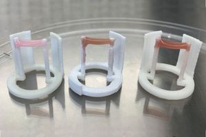 Muskelzellen in verschiedenen Wachstumsphasen (Foto: Mike Silver, tufts.edu) Muskelzellen in verschiedenen Wachstumsphasen (Foto: Mike Silver, tufts.edu)