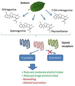 Kratom: Forschung sucht nach Alternativen (Grafik: purdue.edu, R. van Rijn)