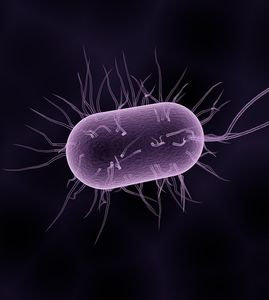 Bakterium: Forscher klären Funktion von LecB (Bild: pixabay.com, sbtlneet)