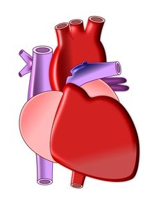 Herz: Herz-Kreislauf-Risiko bei Krebs hoch (Grafik: pixabay.com, ArtsyBee)