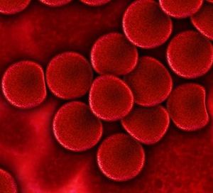 Blutzellen: Kombitherapie bei Älteren schonender (Foto: pixabay.com, geralt)