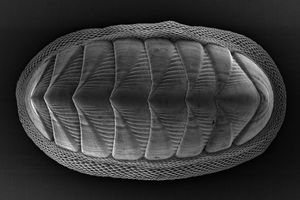 Schutzpanzer der Käferschnecke: ein natürliches Vorbild (Foto: vt.edu)