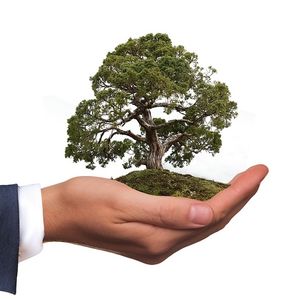 Umweltschutz: für CEOs unter Republikanern wichtiger (Foto: geralt, pixabay.com)
