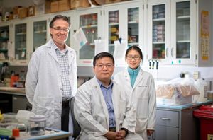 Haining Zhu (Mitte) und sein Team im Labor (Foto: med.uky.edu)